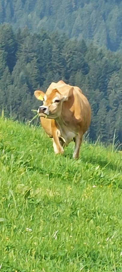 Appartamento Vorderweinaugut Annaberg im Lammertal Esterno foto